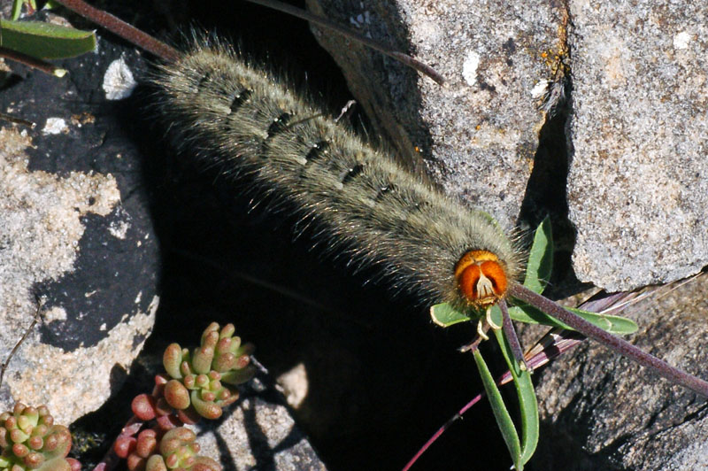 Bruco peloso da id. - Lasiocampa trifolii (Sardegna)